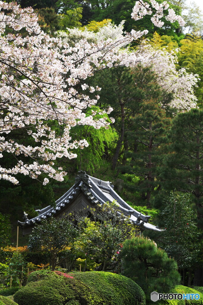 名残り桜