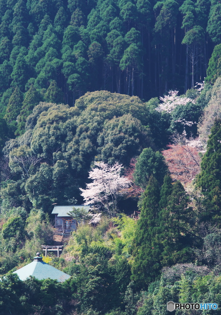 春色灯す東禅寺