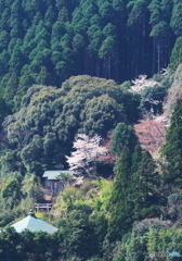 春色灯す東禅寺