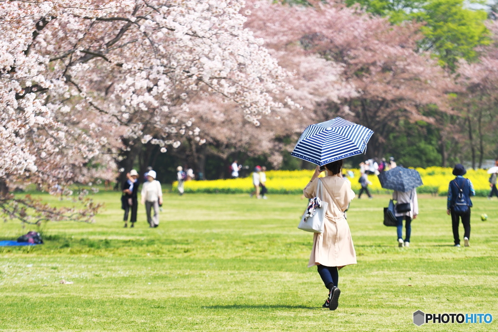 お花見は日傘をさして