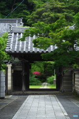皐月紅が迎える