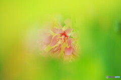 華やぎ