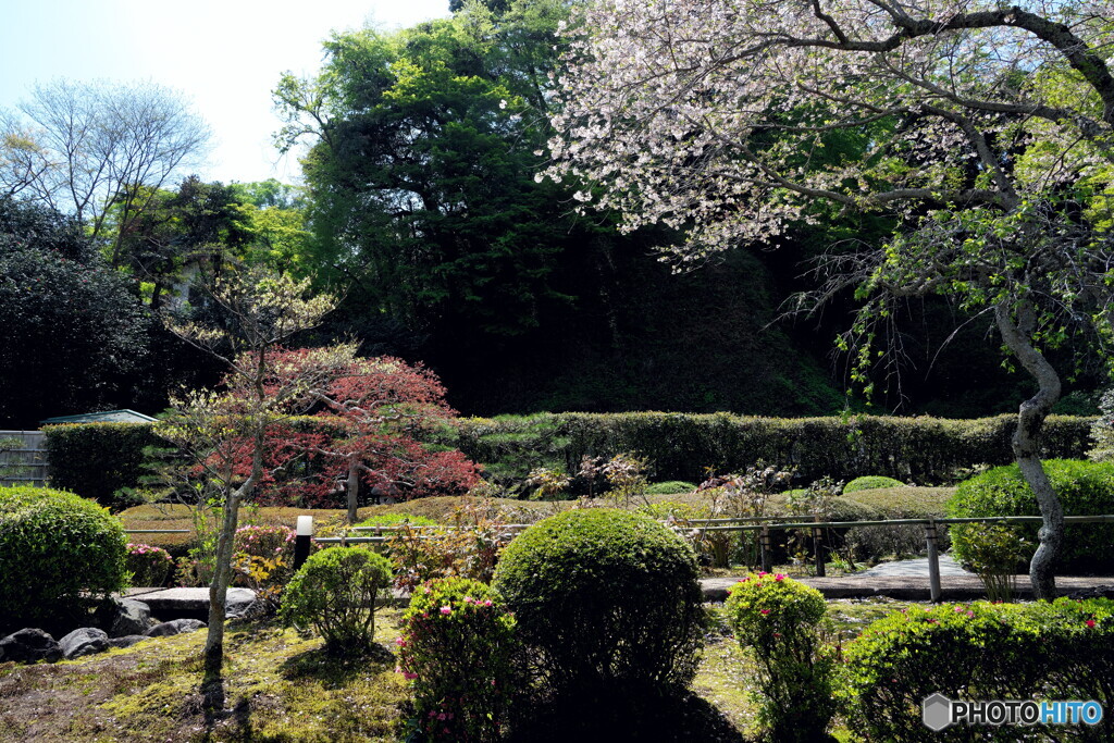 名残りの桜(長寿寺)
