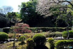 名残りの桜(長寿寺)