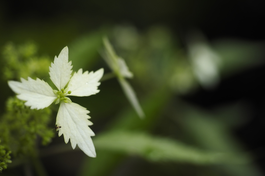 注目（屋久島コンテリギ：山紫陽花と空木交配種）