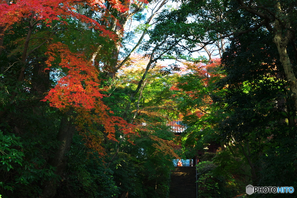 晩秋残香Ⅱ（妙本寺）