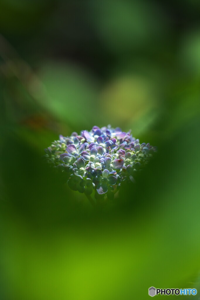 紫陽花の宝石