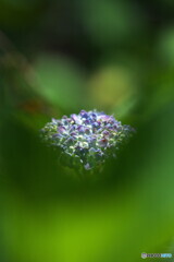 紫陽花の宝石
