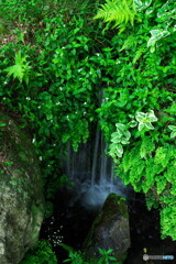小滝　花の移り
