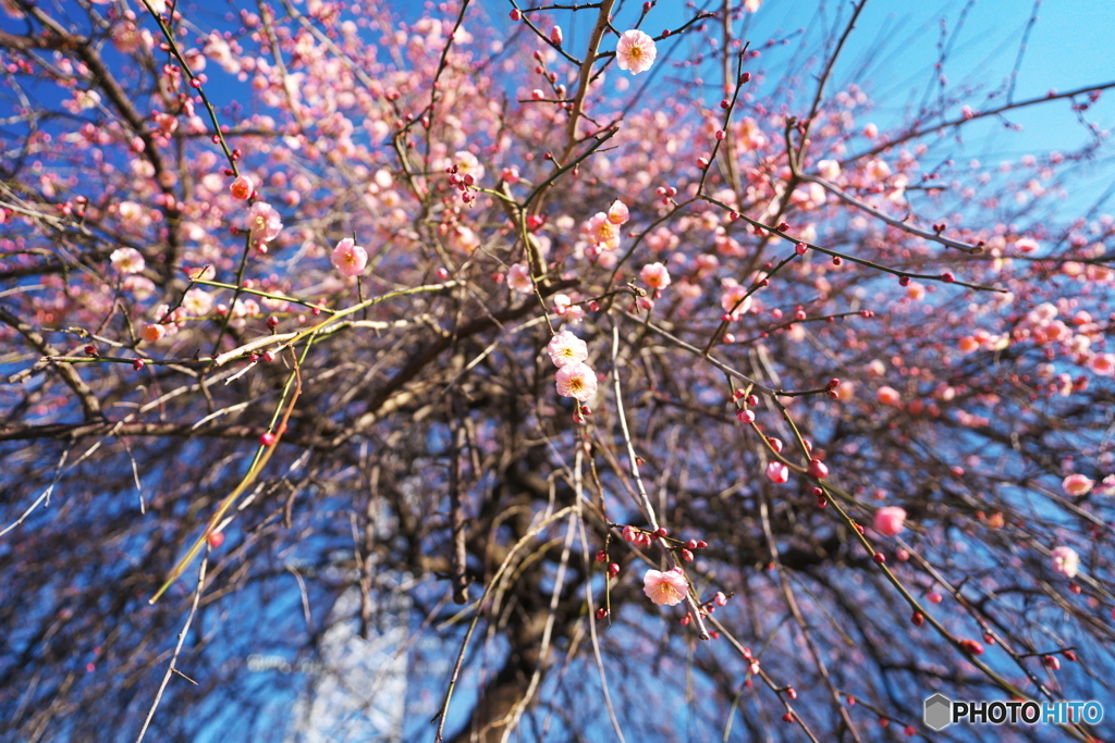 花降模様