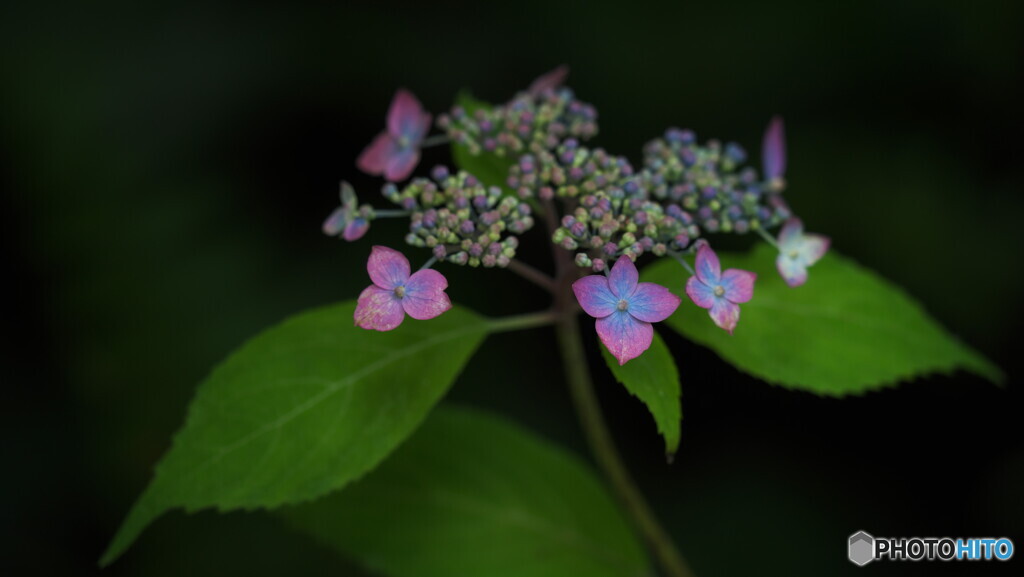 由布の虹
