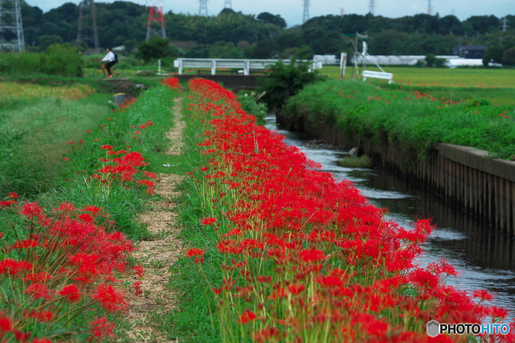 紅探し