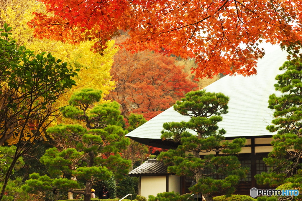 鎌倉Now10（浄妙寺）