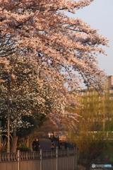 朝日を浴びて