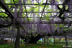 大藤(玉敷神社)