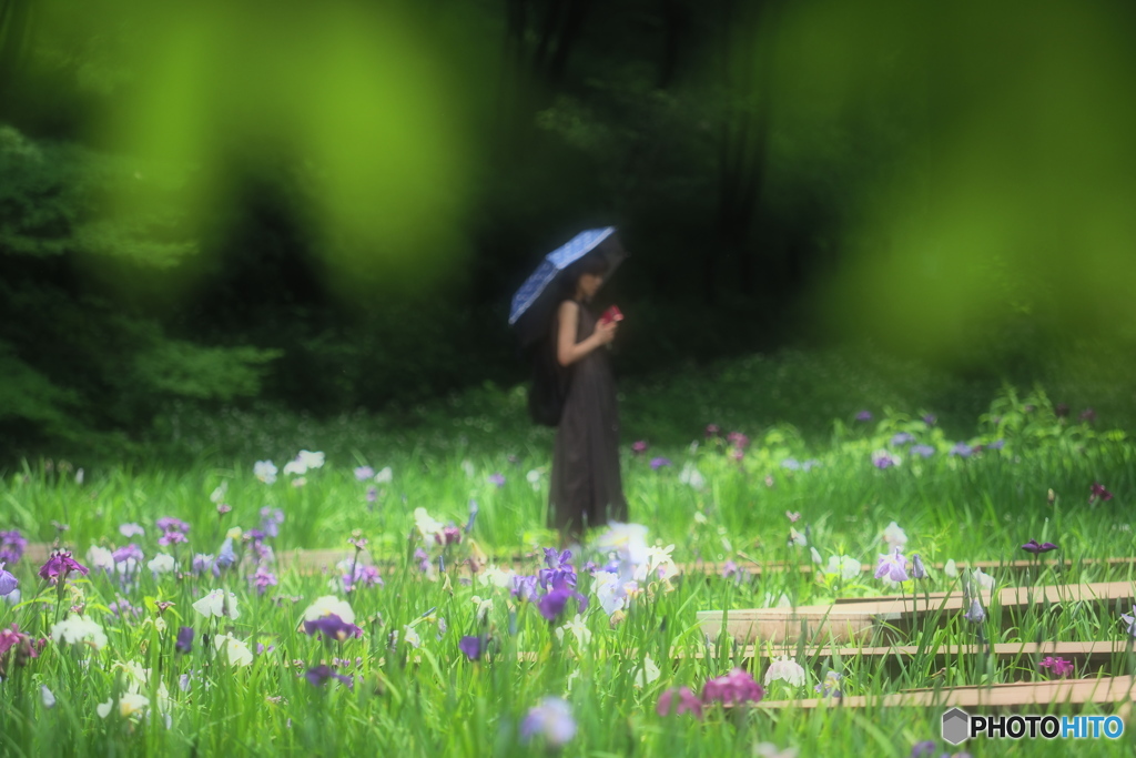 花菖蒲Fantasy
