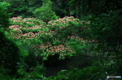 緑中の存在感