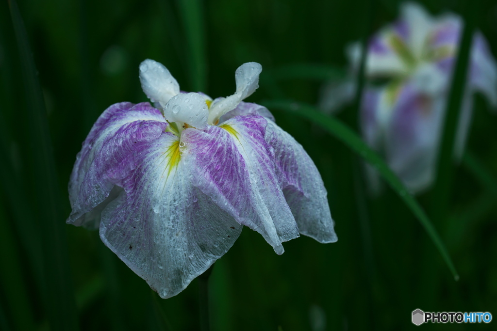 雨に負けぬ花Ⅵ