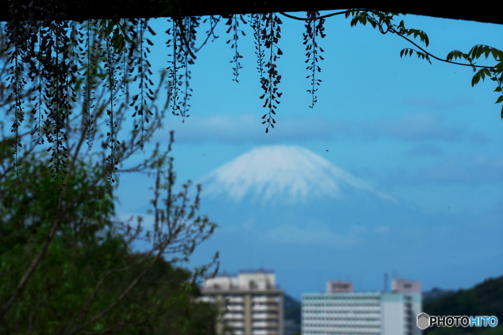 藤影に富士