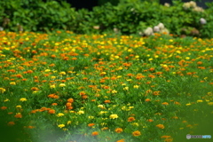 夏の花咲くⅠ