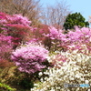 フジツツジ爛漫