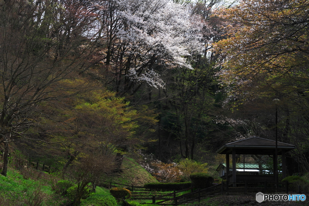 山桜も美しいⅠ