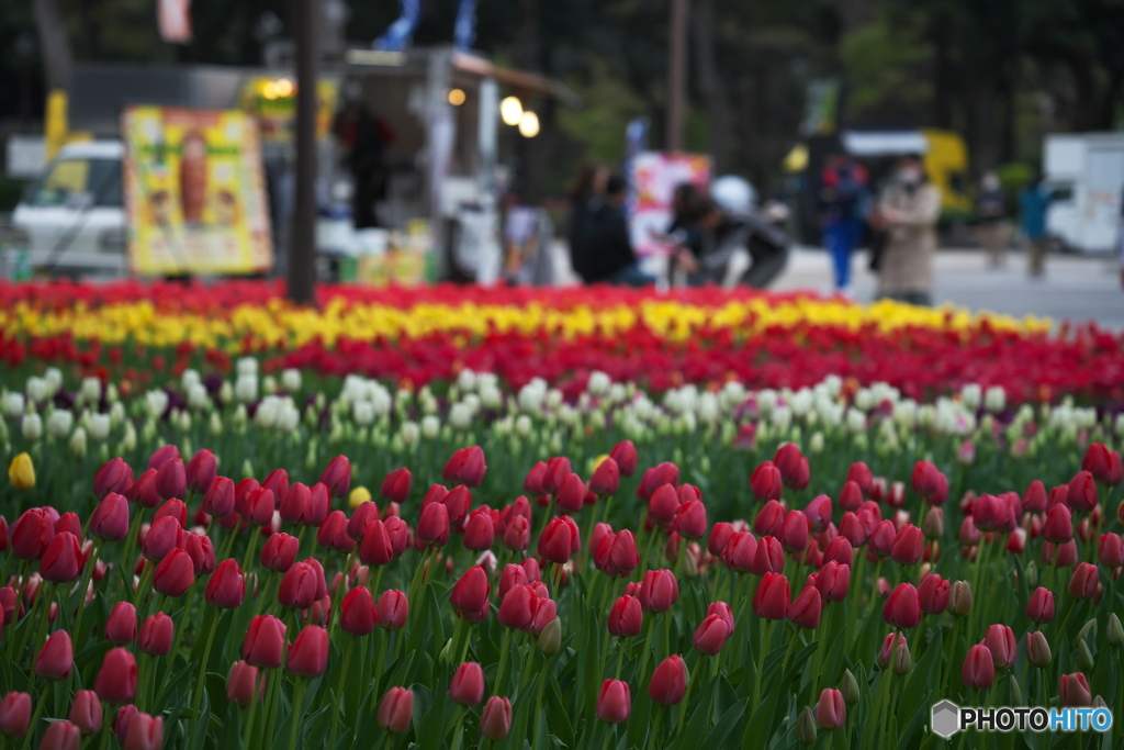 横浜公園の春