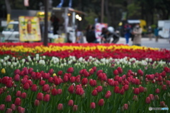 横浜公園の春