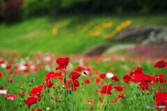 花の国だよりⅠ