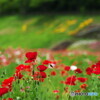 花の国だよりⅠ