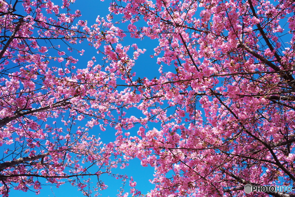 桜精満つ