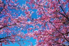 桜精満つ