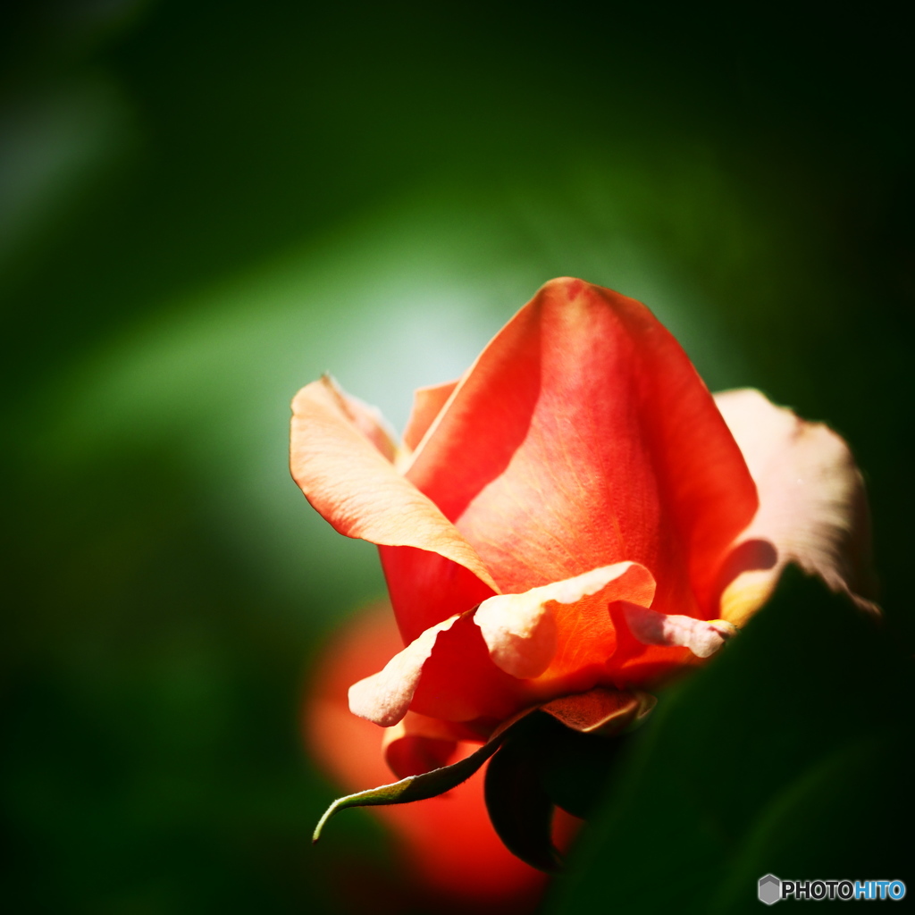 Ｆａｎｔａｓｙ