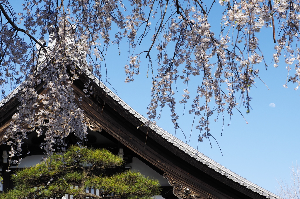 大屋根に枝垂れ