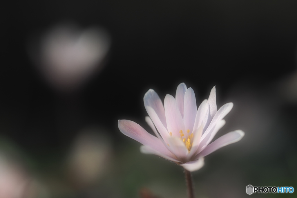 可憐花（ゆきわりいちげ）