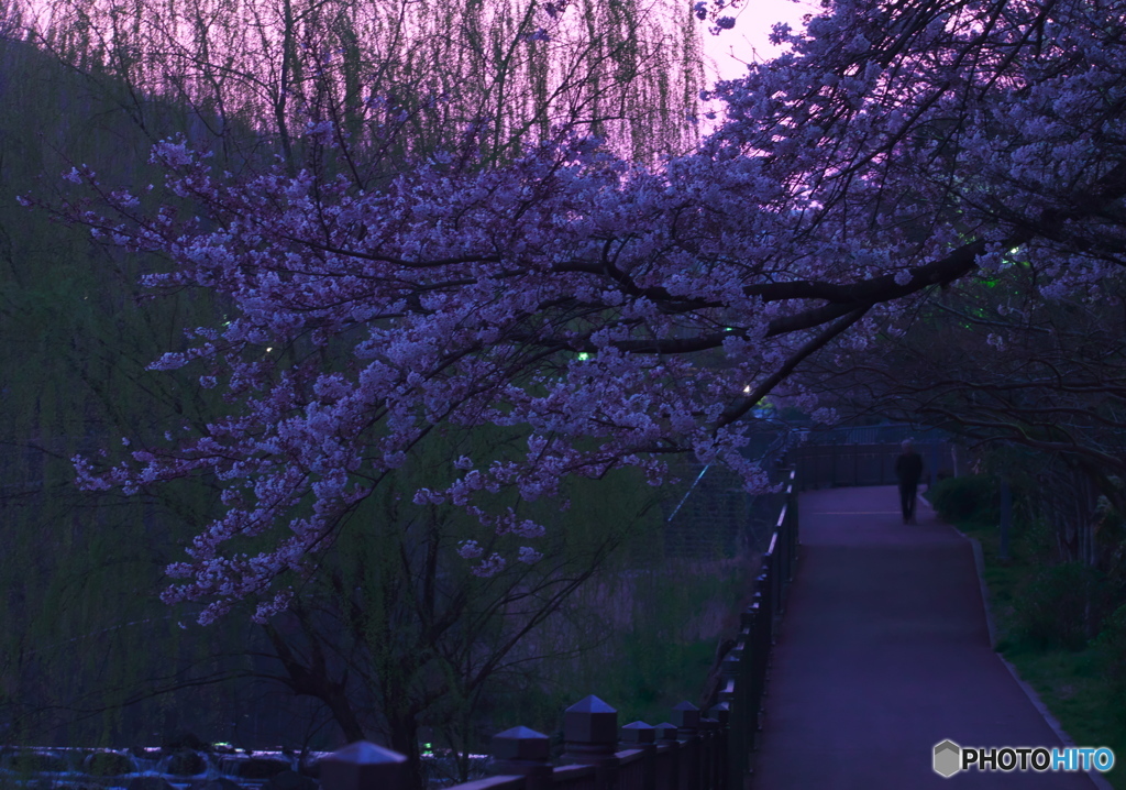 桜に挨拶