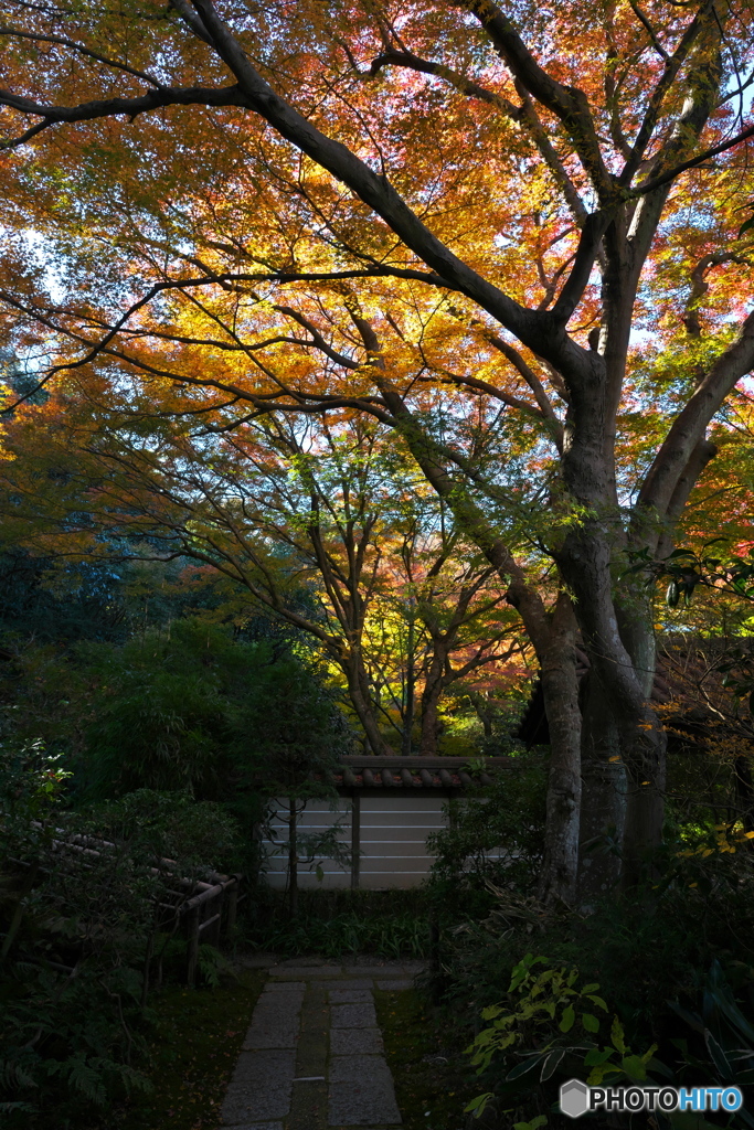 古刹の侘び紅葉