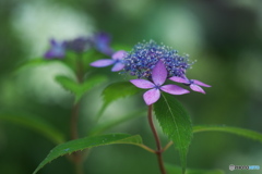 普賢の花