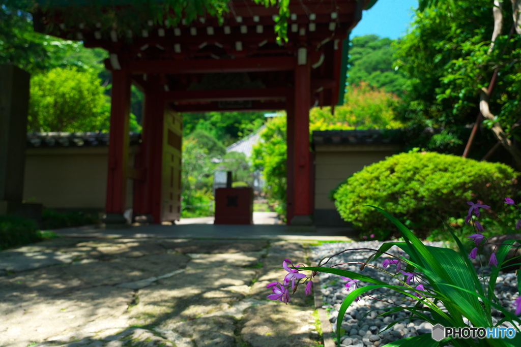 初夏便り　鎌倉光則寺