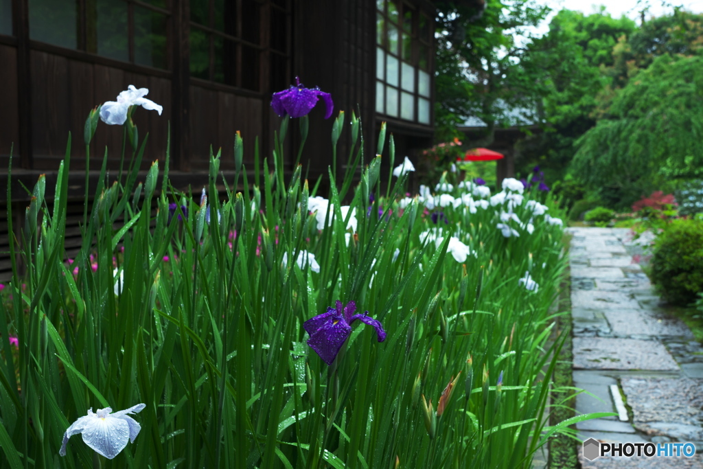 鎌倉NOW4（海蔵寺1）