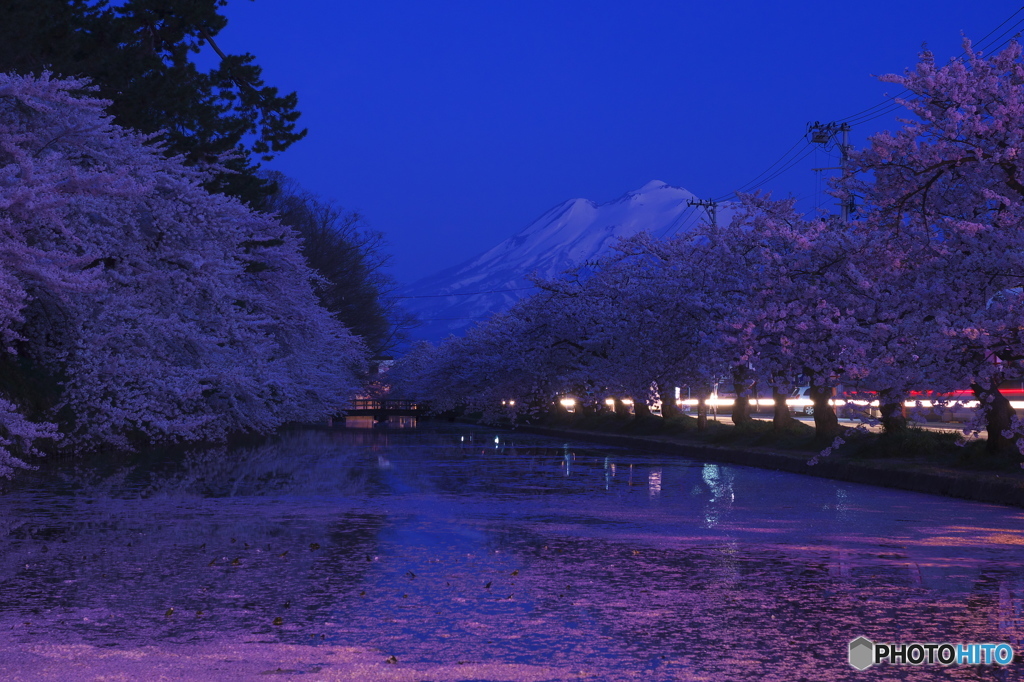 桜紅飾る(2014/4)