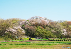 里山花だより2