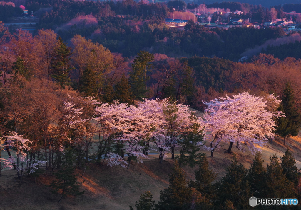 朝日照桜