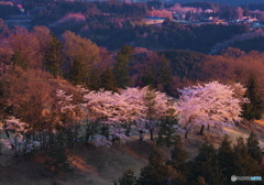 朝日照桜