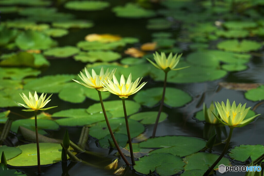 輝く花たち