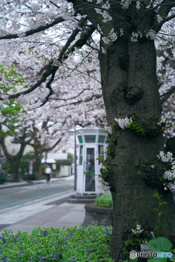 山手の桜Ⅰ