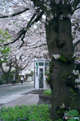 山手の桜Ⅰ