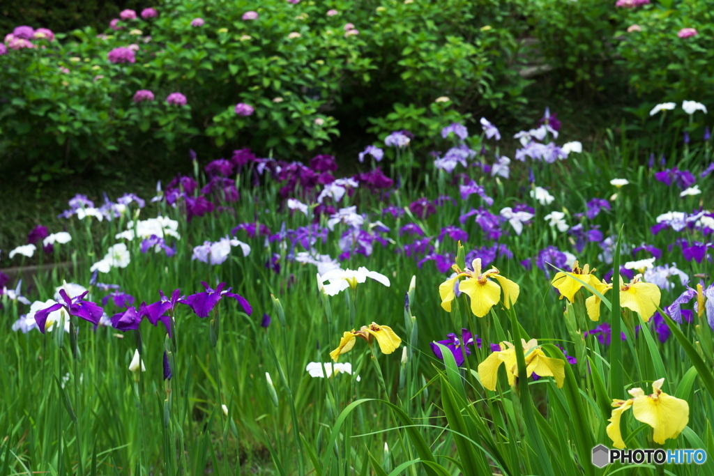 この時期の花だね