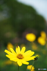 後ろ髪引かれて