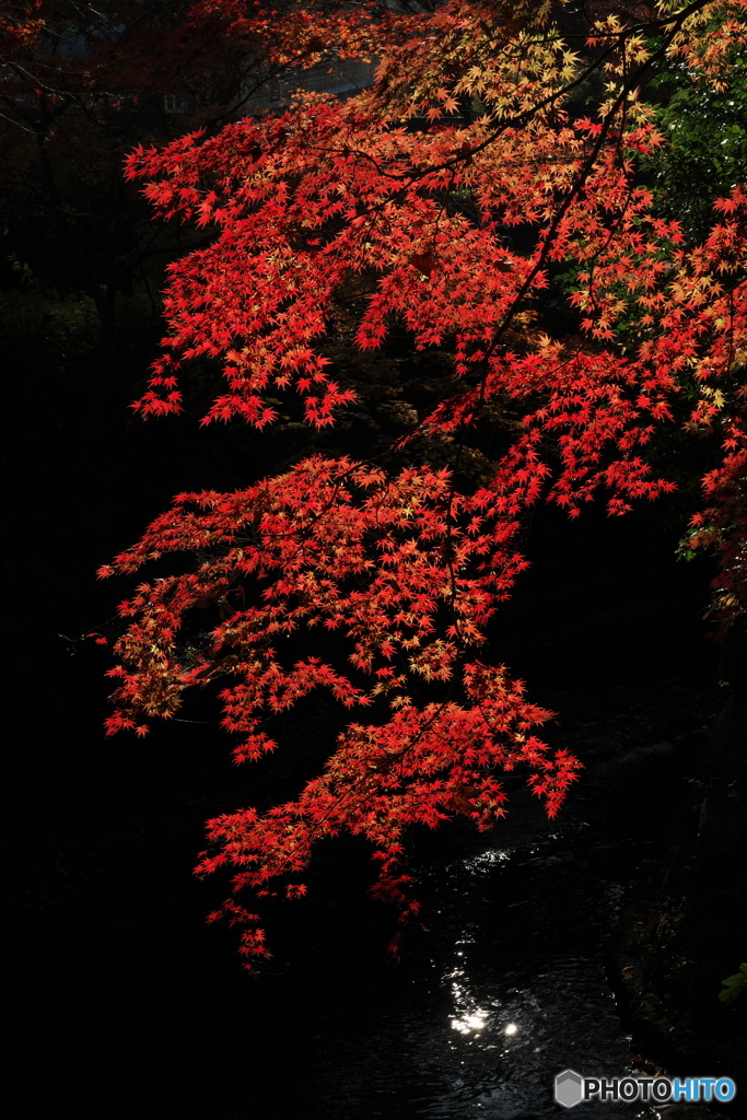 紅模様Ⅱ